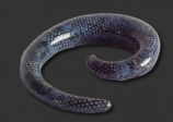 Anaconda Spiral